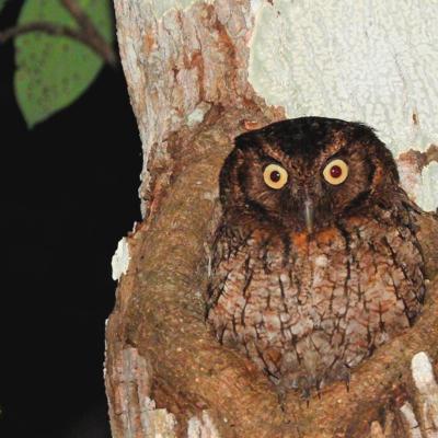 Middle American Screech Owl