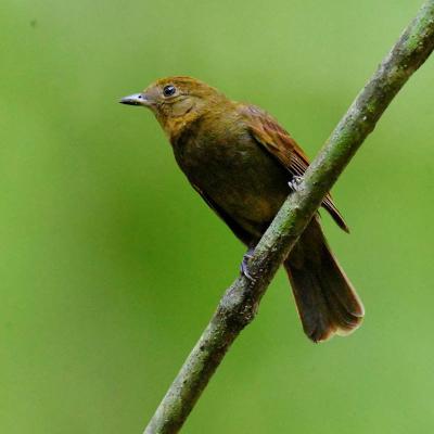 Northern Schiffornis