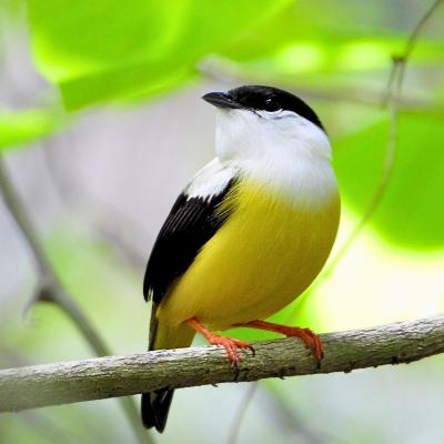 White Collared Manakin
