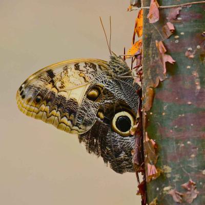 Caligo Telamonius Memnon