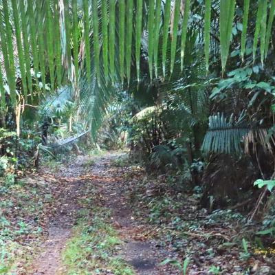 Senderos De La Selva