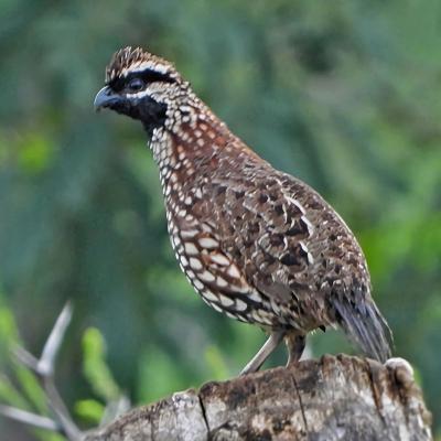 Black Throated Bobwhite