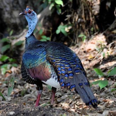 Ocellated Turkey