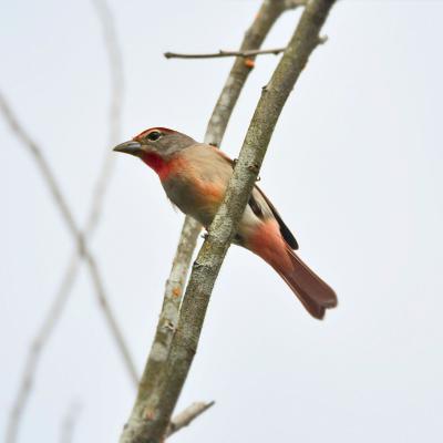 Tangara Garganta Rosada