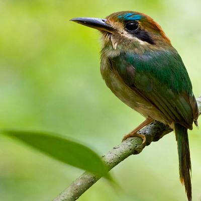 Tody Motmot