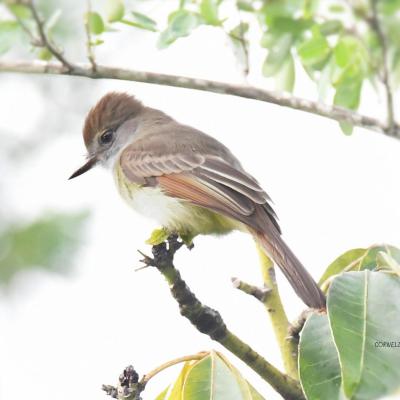 Yucatan Flycatcher