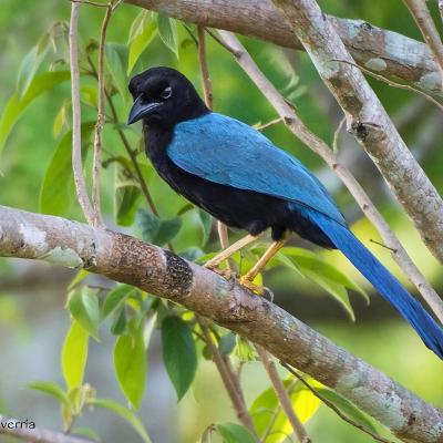 Yucatan Jay