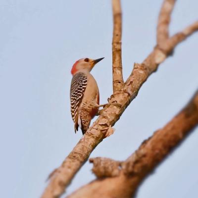 Yucatan Woodpecker