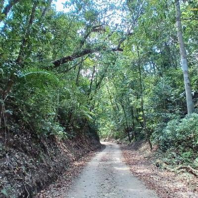 Camino Ruta Del Jaguar