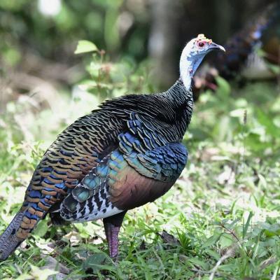 Pavo Ocelado