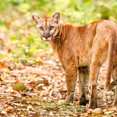 Puma Concolor