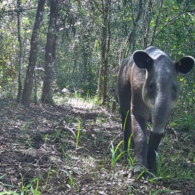 Tapir Centroamericano