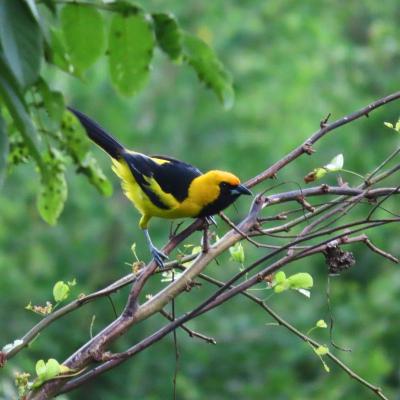 Yellow Tailed Oriole
