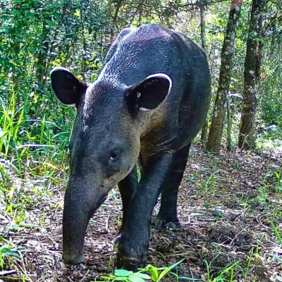 Danto Tapir