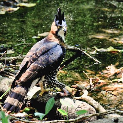 Ornate Hawk Eagle