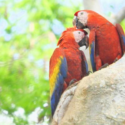 Guacamayas Rojas