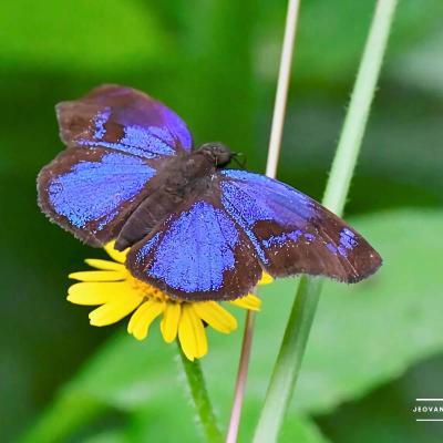 Mariposa Saltarina Azul Gloriosa