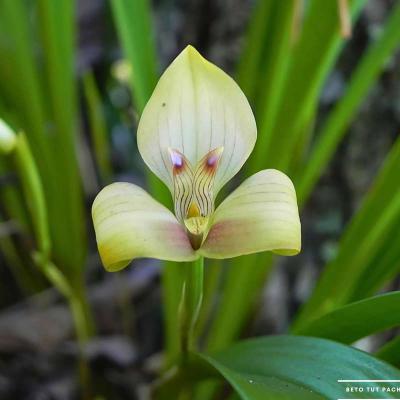 Orquidea Maxillaria Egertoniana