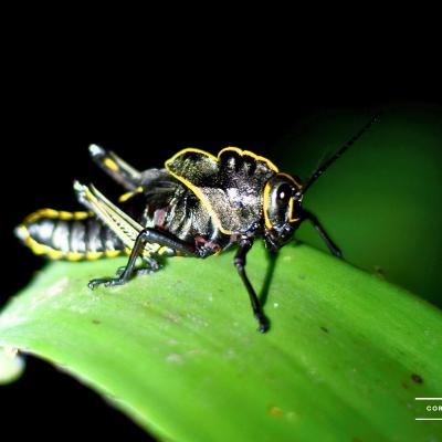 Saltamontes De Selva